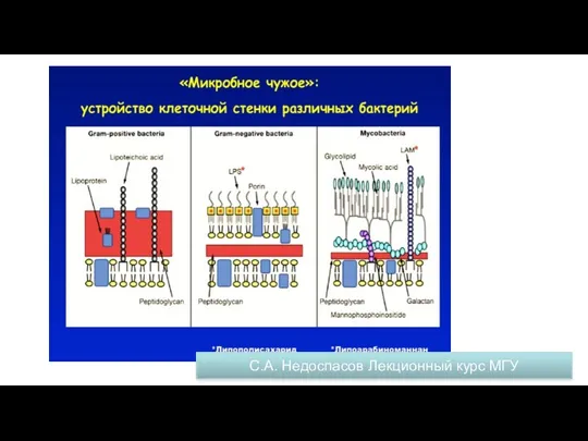 С.А. Недоспасов Лекционный курс МГУ