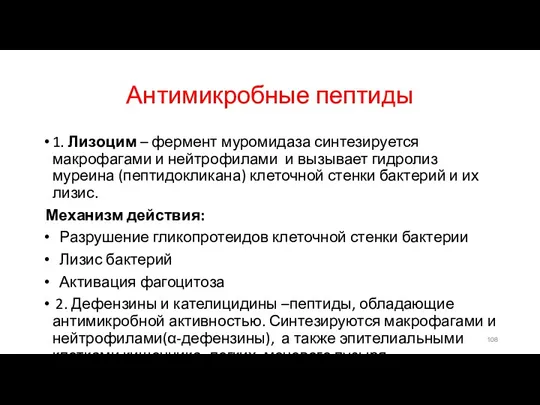 Антимикробные пептиды 1. Лизоцим – фермент муромидаза синтезируется макрофагами и