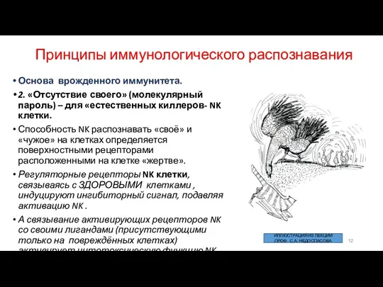 Принципы иммунологического распознавания Основа врожденного иммунитета. 2. «Отсутствие своего» (молекулярный