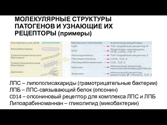 МОЛЕКУЛЯРНЫЕ СТРУКТУРЫ ПАТОГЕНОВ И УЗНАЮЩИЕ ИХ РЕЦЕПТОРЫ (примеры) ЛПС –