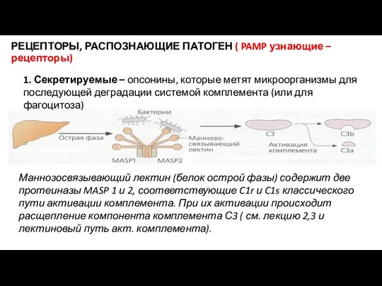 РЕЦЕПТОРЫ, РАСПОЗНАЮЩИЕ ПАТОГЕН ( PAMP узнающие – рецепторы) 1. Секретируемые