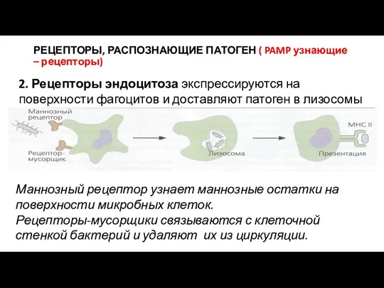 РЕЦЕПТОРЫ, РАСПОЗНАЮЩИЕ ПАТОГЕН ( PAMP узнающие – рецепторы) 2. Рецепторы