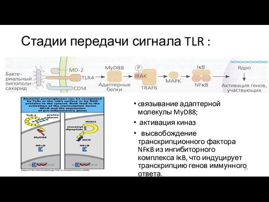 Стадии передачи сигнала TLR : cвязывание адаптерной молекулы MyD88; активация киназ высвобождение транскрипционного