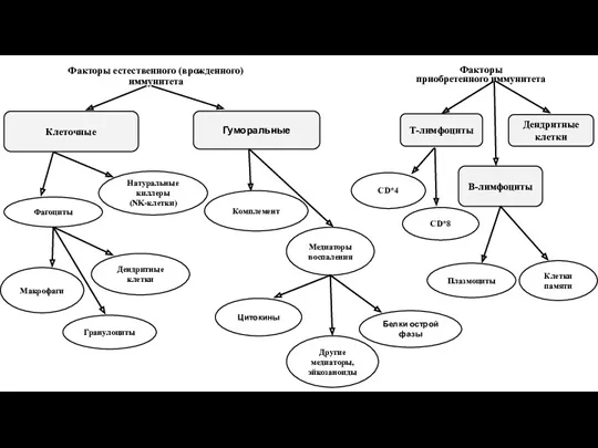 Факторы естественного (врожденного) иммунитета Цитокины Белки острой фазы Факторы приобретенного иммунитета Т-лимфоциты В-лимфоциты