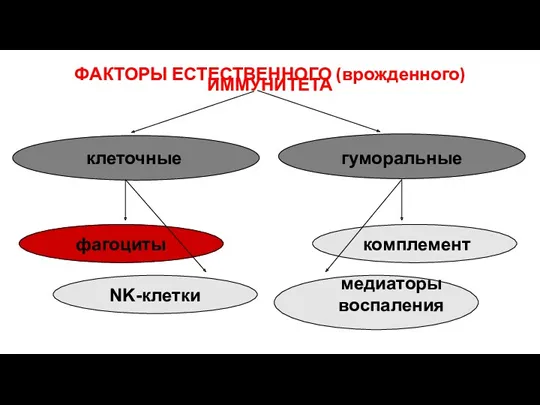 ФАКТОРЫ ЕСТЕСТВЕННОГО (врожденного) ИММУНИТЕТА клеточные гуморальные фагоциты NK-клетки комплемент медиаторы воспаления