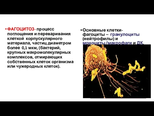 ФАГОЦИТОЗ- процесс поглощения и переваривания клеткой корпускулярного материала, частиц диаметром более 0,1 мкм,