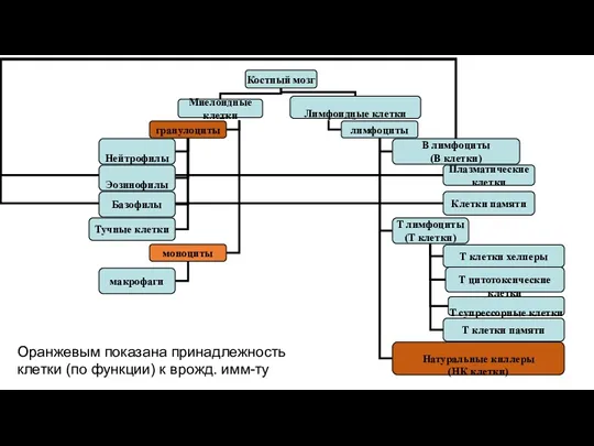 Оранжевым показана принадлежность клетки (по функции) к врожд. имм-ту