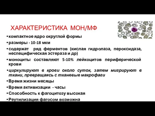 ХАРАКТЕРИСТИКА МОН/МФ компактное ядро округлой формы размеры - 10-18 мкм содержат ряд ферментов