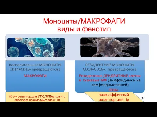 Моноциты/МАКРОФАГИ виды и фенотип CD14+ рецептор для ЛПС/ЛПБелков что облегчает взаимодействие с TLR