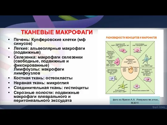 ТКАНЕВЫЕ МАКРОФАГИ Печень: Купферовские клетки (мф синусов) Легкие: альвеолярные макрофаги (подвижные) Селезенка: макрофаги