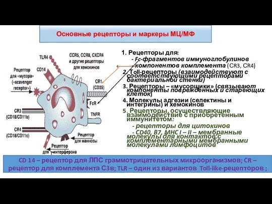 1. Рецепторы для: - Fc-фрагментов иммуноглобулинов - компонентов комплемента (СR3, СR4) 2. Тoll-рецепторы