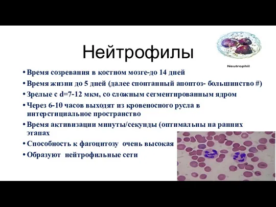 Нейтрофилы Время созревания в костном мозге-до 14 дней Время жизни