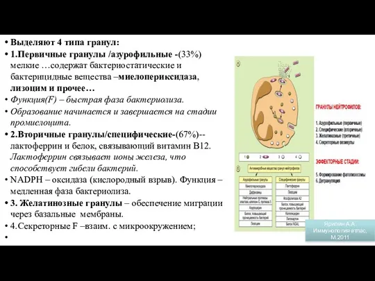 Гранулы нейтрофилов Выделяют 4 типа гранул: 1.Первичные гранулы /азурофильные -(33%)