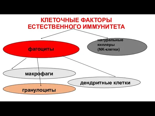 КЛЕТОЧНЫЕ ФАКТОРЫ ЕСТЕСТВЕННОГО ИММУНИТЕТА натуральные киллеры (NK-клетки) фагоциты макрофаги гранулоциты дендритные клетки