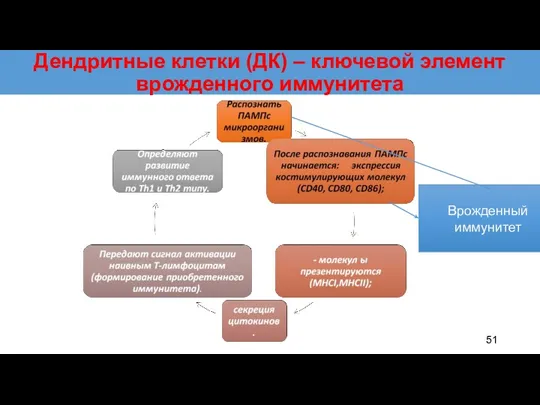 Дендритные клетки (ДК) – ключевой элемент врожденного иммунитета Врожденный иммунитет