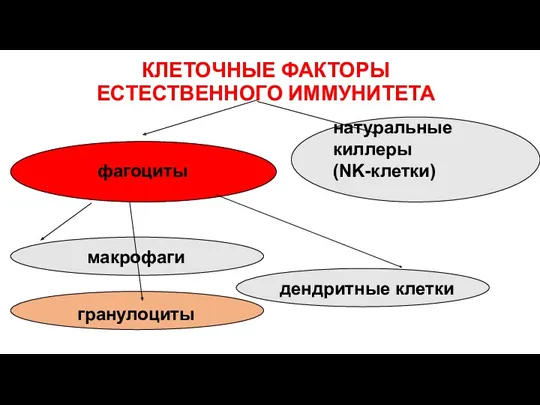 КЛЕТОЧНЫЕ ФАКТОРЫ ЕСТЕСТВЕННОГО ИММУНИТЕТА натуральные киллеры (NK-клетки) фагоциты макрофаги гранулоциты дендритные клетки