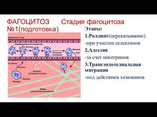 ФАГОЦИТОЗ Стадия фагоцитоза №1(подготовка) в очаг воспаления Этапы: 1.Роллинг(перекатывание) -при участии селектинов 2.Адгезия