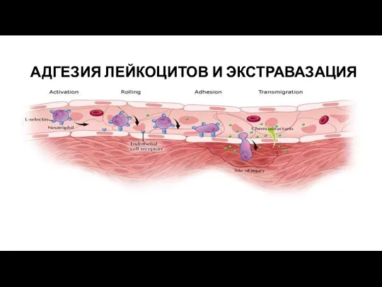 АДГЕЗИЯ ЛЕЙКОЦИТОВ И ЭКСТРАВАЗАЦИЯ