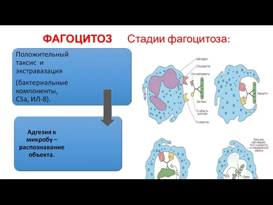 ФАГОЦИТОЗ Стадии фагоцитоза: