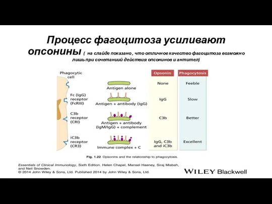 Процесс фагоцитоза усиливают опсонины ( на слайде показано , что отличное качество фагоцитоза