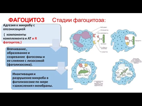 ФАГОЦИТОЗ Стадии фагоцитоза: