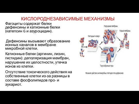 КИСЛОРОДНЕЗАВИСИМЫЕ МЕХАНИЗМЫ Фагоциты содержат белки дефенсины и катионные белки (катепсин