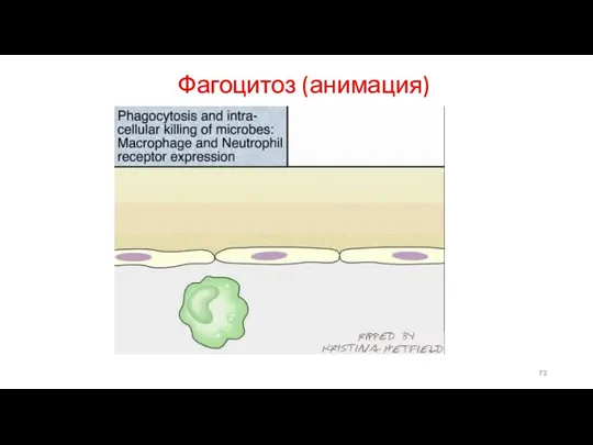 Фагоцитоз (анимация)