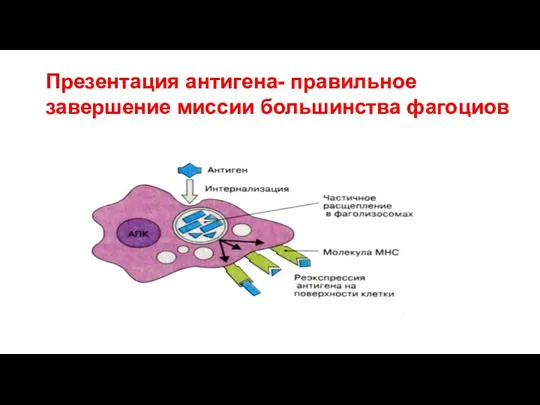 Презентация антигена- правильное завершение миссии большинства фагоциов