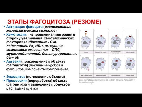ЭТАПЫ ФАГОЦИТОЗА (РЕЗЮМЕ) Активация фагоцита (распознавание хемотаксических сигналов) Хемотаксис - направленная миграция в