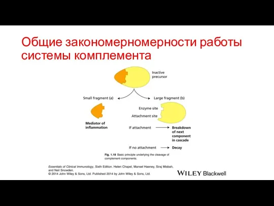 Общие закономерномерности работы системы комплемента