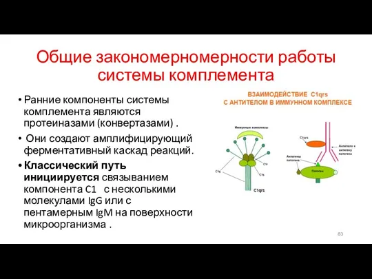 Общие закономерномерности работы системы комплемента Ранние компоненты системы комплемента являются протеиназами (конвертазами) .