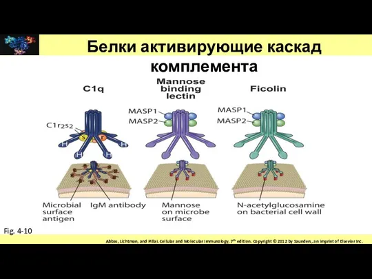 Белки активирующие каскад комплемента Fig. 4-10