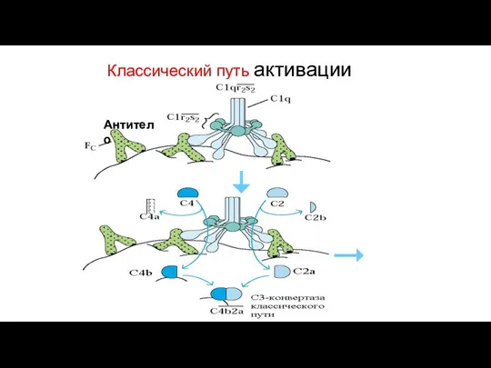 Классический путь активации