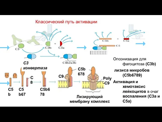 Классический путь активации Опсонизация для фагоцитоза (C3b)‏ лизиса микробов (С5b6789)‏ Активация и хемотаксис