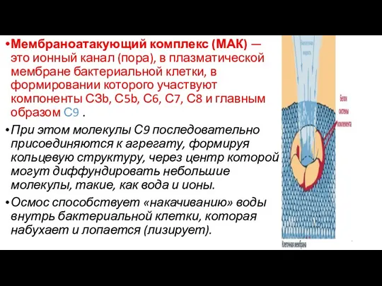 Мембраноатакующий комплекс (МАК) — это ионный канал (пора), в плазматической мембране бактериальной клетки,