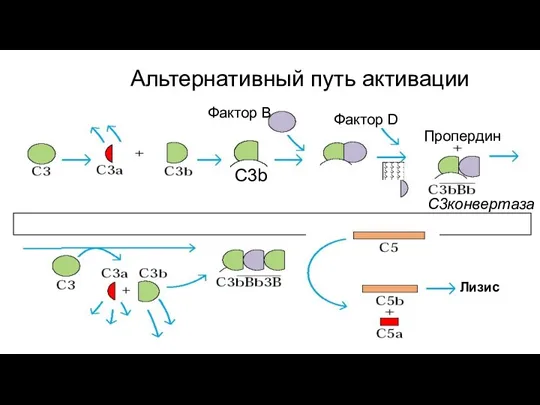 Альтернативный путь активации