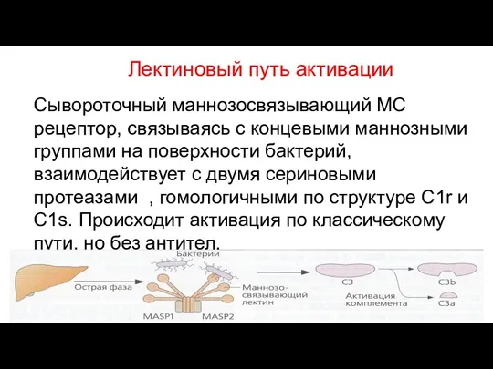 Лектиновый путь активации Сывороточный маннозосвязывающий МС рецептор, связываясь с концевыми маннозными группами на