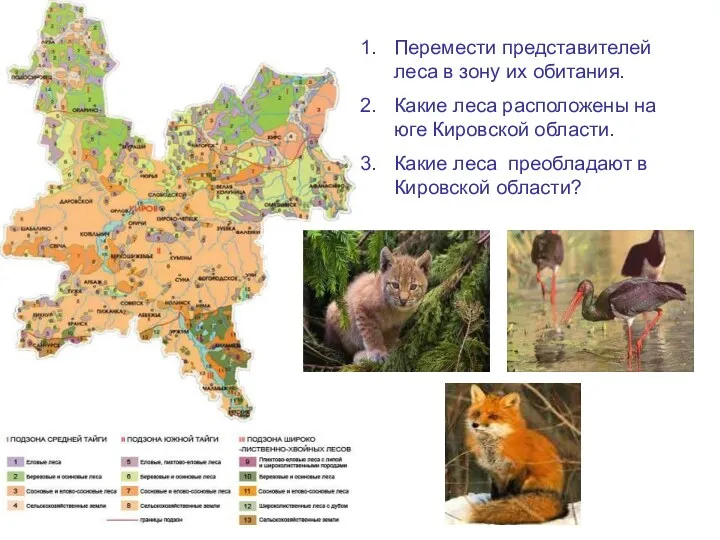 Перемести представителей леса в зону их обитания. Какие леса расположены