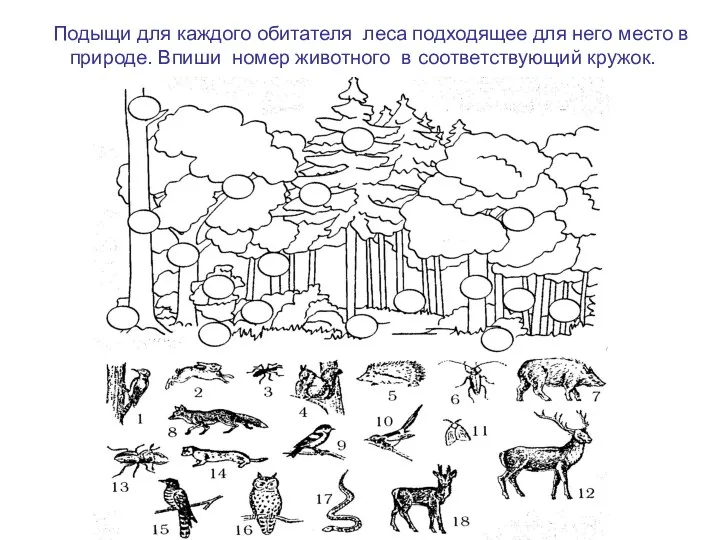 Подыщи для каждого обитателя леса подходящее для него место в