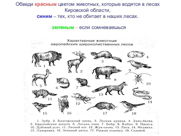 Обведи красным цветом животных, которые водятся в лесах Кировской области,