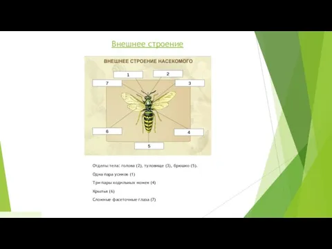 Внешнее строение Отделы тела: голова (2), туловище (3), брюшко (5).