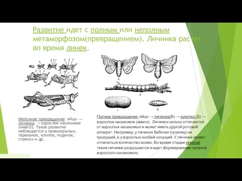 Развитие идет с полным или неполным метаморфозом(превращением). Личинка растет во время линек. Неполное