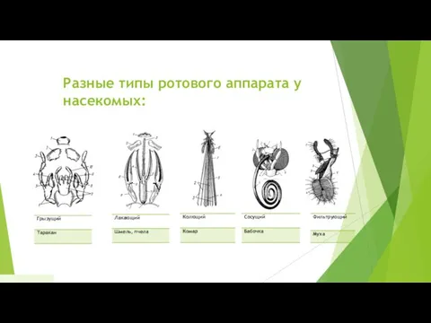 Разные типы ротового аппарата у насекомых: