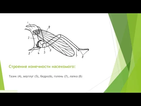 Строение конечности насекомого: Тазик (4), вертлуг (5), бедро(6), голень (7), лапка (8) 24.12.2018