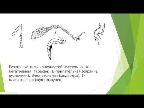 Различные типы конечностей насекомых. А-бегательная (таракан), Б-прыгательная (саранча, кузнечики), В-копательная (медведка), Г-плавательная (жук-плавунец) 24.12.2018