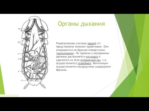 Органы дыхания Разветвленная система трахей (1) представлена тонкими трубочками. Они