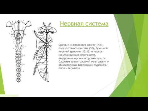 Нервная система Состоит из головного мозга(1,4,6), подглоточного ганглия (10), брюшной нервной цепочки (12,13)