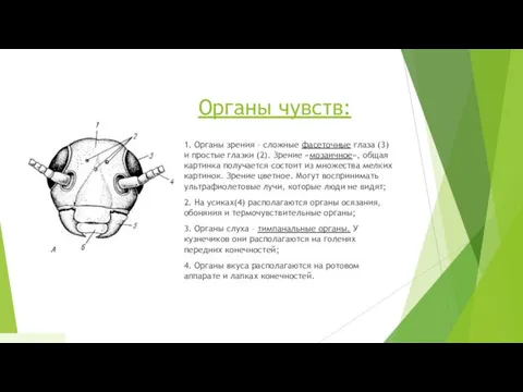 Органы чувств: 1. Органы зрения – сложные фасеточные глаза (3) и простые глазки