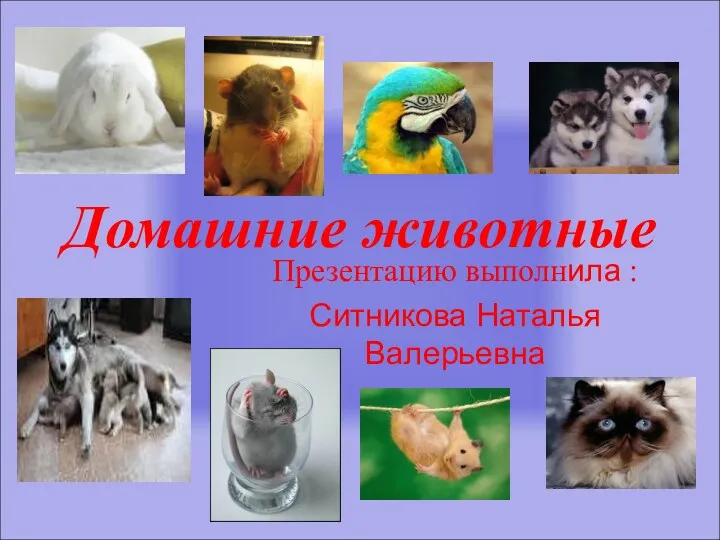 Презентация Домашние животные