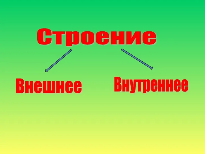 Строение Внешнее Внутреннее